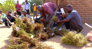 Vine distribution in Malawi