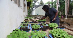 Semenceaux au Centre National de Recherche Agronomique de Côte d'Ivoire