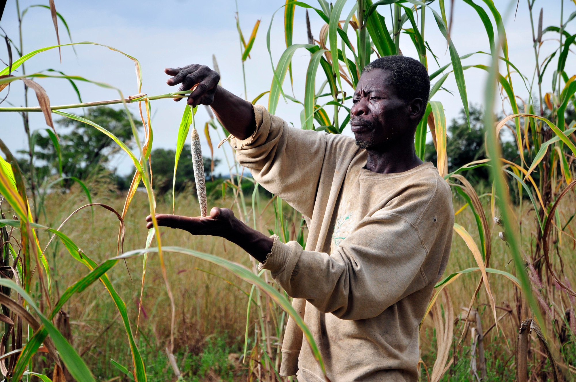 L'évaluation d'épis de mil en champ paysan fait partie du Programme ASBP