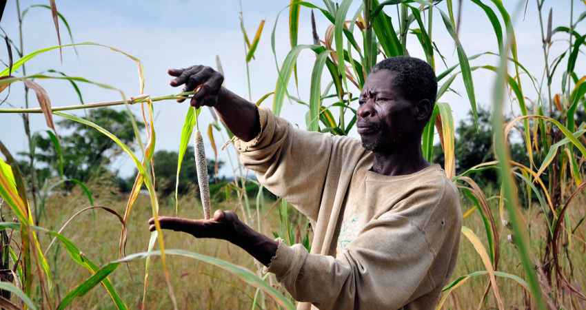 L'évaluation d'épis de mil en champ paysan fait partie du Programme ASBP