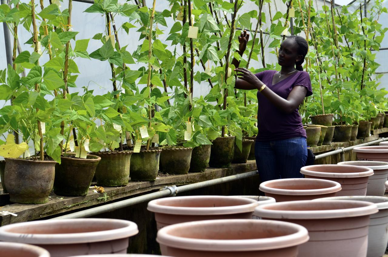 Agricultural transformation