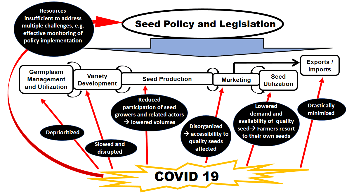 COVID-19 and the seed sector