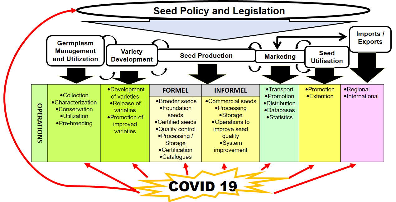 COVID-19 and the seed sector