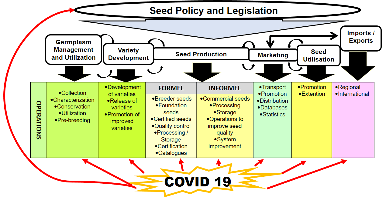 COVID-19 and the seed sector