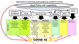 Mecanism COVID-19